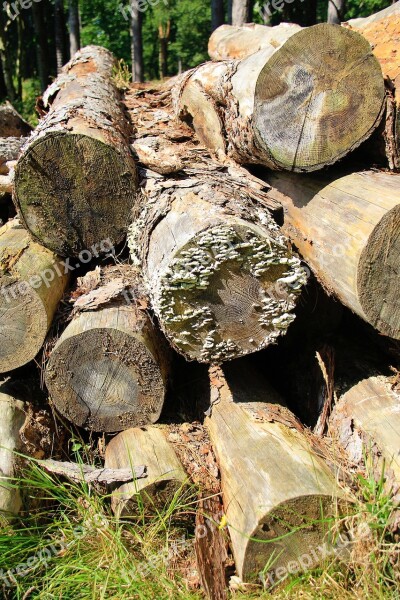 Tree Trunks Nature Wood Environment