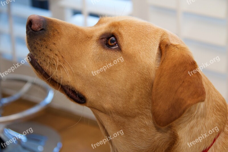 Labrador Yellow Pet Dog Animal