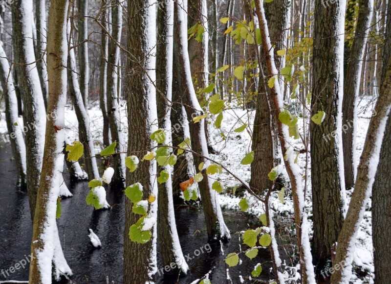 Forest Trees Snow Leaves Tree Trunks