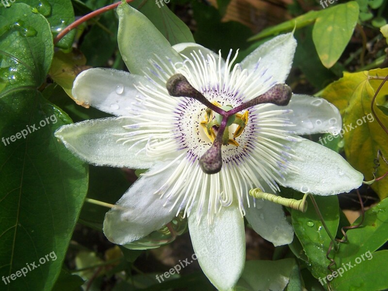 Passiflora Blue Crown Creeper Hybrid Free Photos