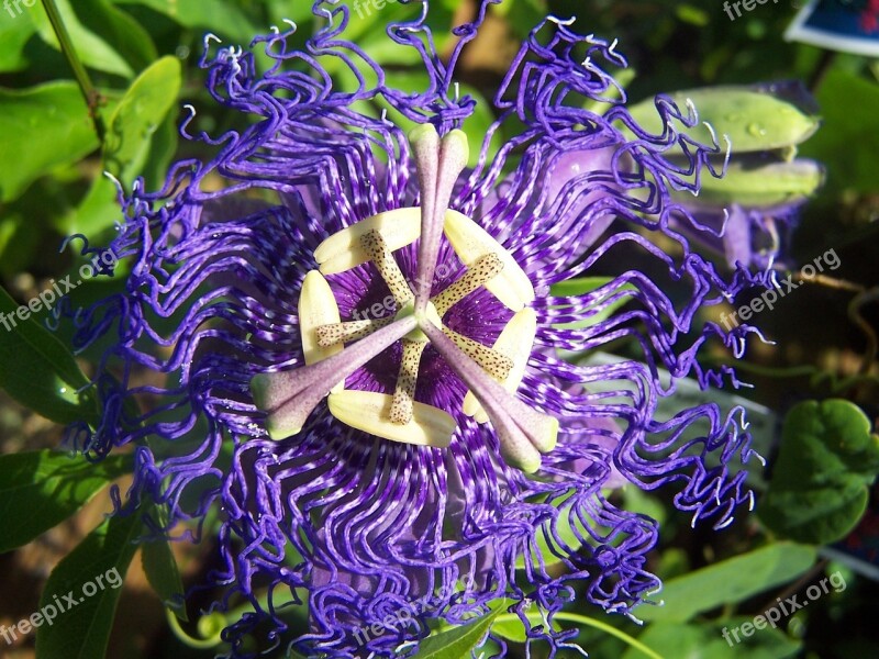 Passiflora Velvet Blue Creeper Hybrid Free Photos