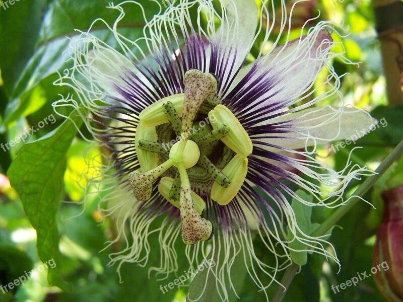 Passiflora Edulis X Colvilli Creeper Hybrid Free Photos