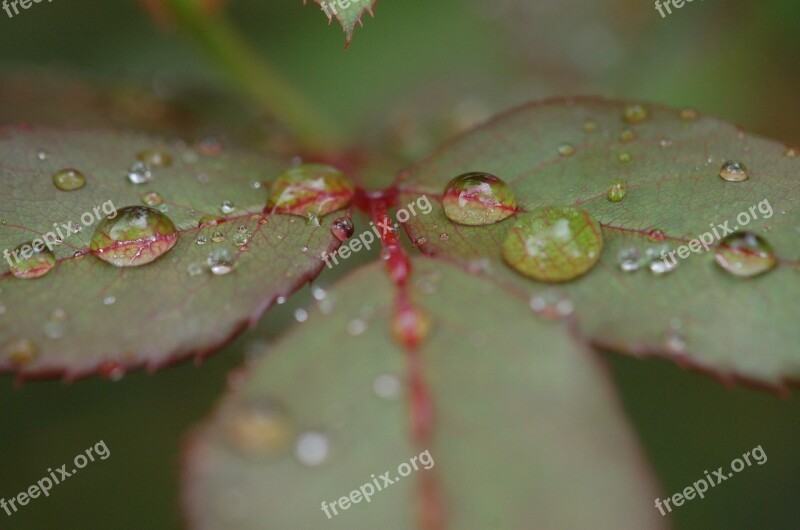 Rain Raindrops Droplets Leaf Rose