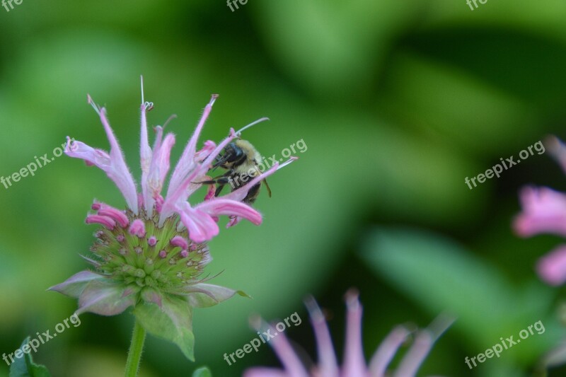 Bee Bumblebee Summer Meme Insect