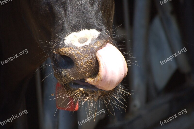 Cow Tongue Eating Dairy Holstein