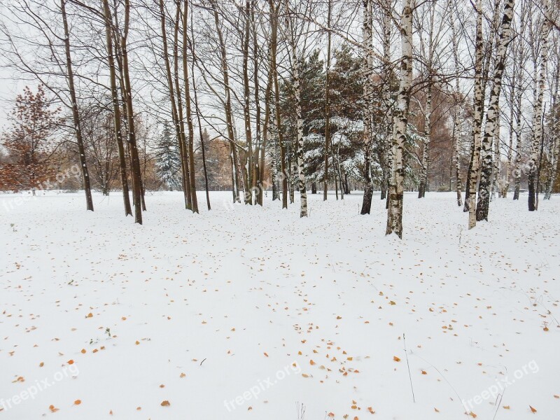 Winter Nature Landscape Park Snow