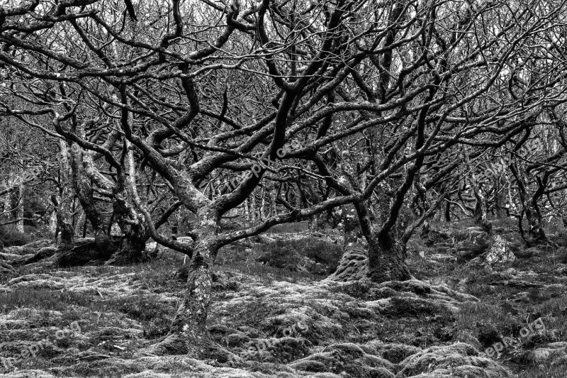 Trees Stunted Nature Forest Trunk