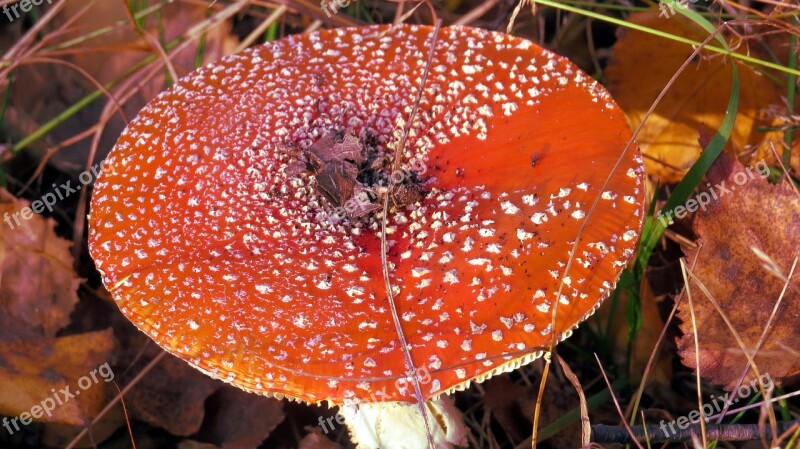 Mushroom Amanita Red Forest Undergrowth