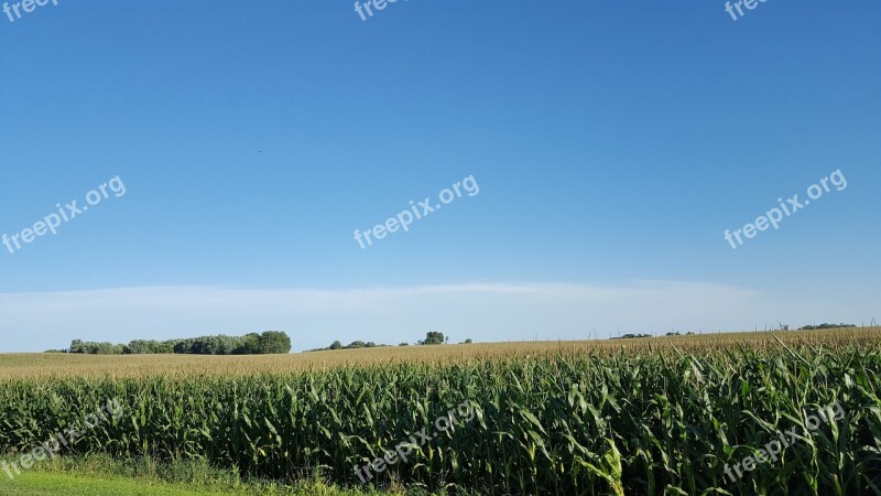 Corn Field Farming Field Crop Summer