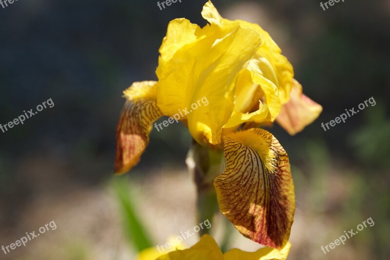 Iris Yellow Flower Nature Spring