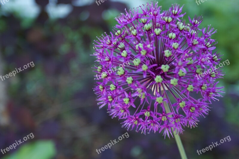 Purple Flower Depth Of Field Allium Giganteum Plant