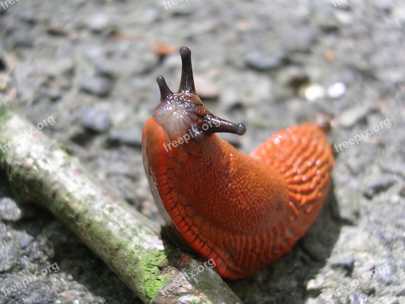 Spring Slug Snail Animals Animal