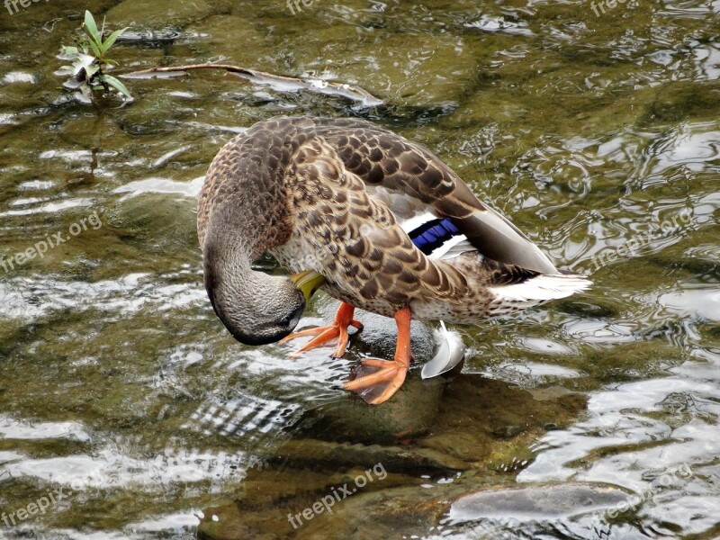 Duck Kaczor Animals Wild Birds Water Bird