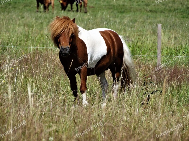 The Horse Pony Animal Free Photos