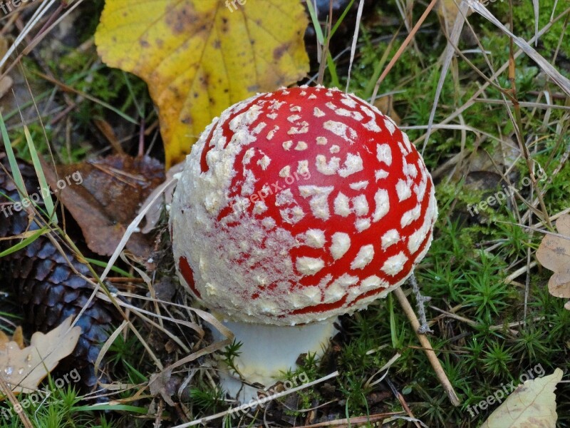 Mushroom Amanita Fruits Of The Forest Nature Poisonous