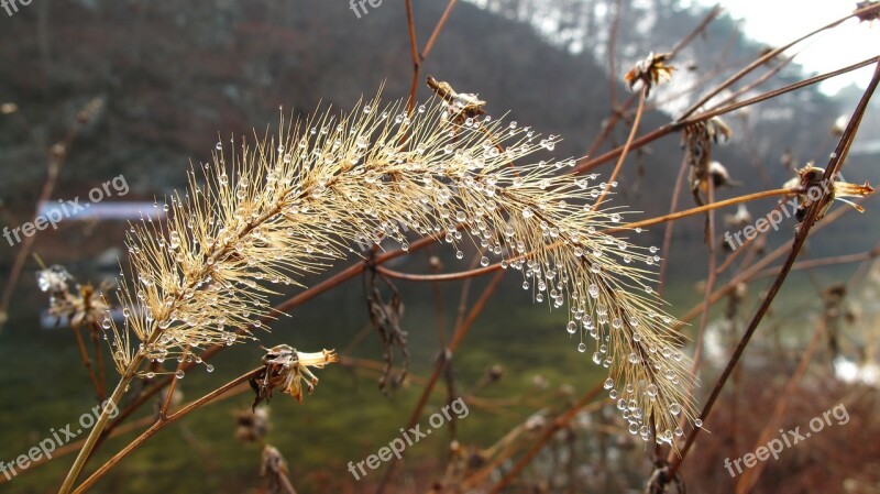 Foxtail Chengyang Chungnam Winter Creek