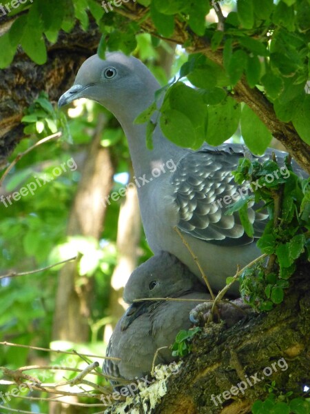 Paloma Grey Bird Ave Nature