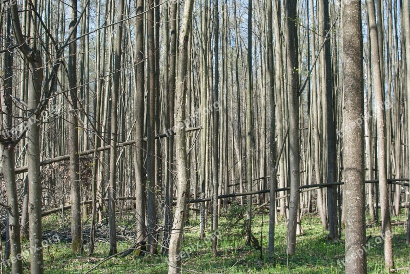 Forest Trees Nature Russia Tree Trunks