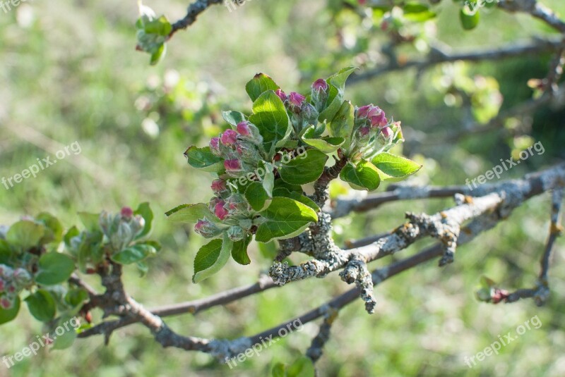 Flowers Apple Tree The Buds Bloom Spring