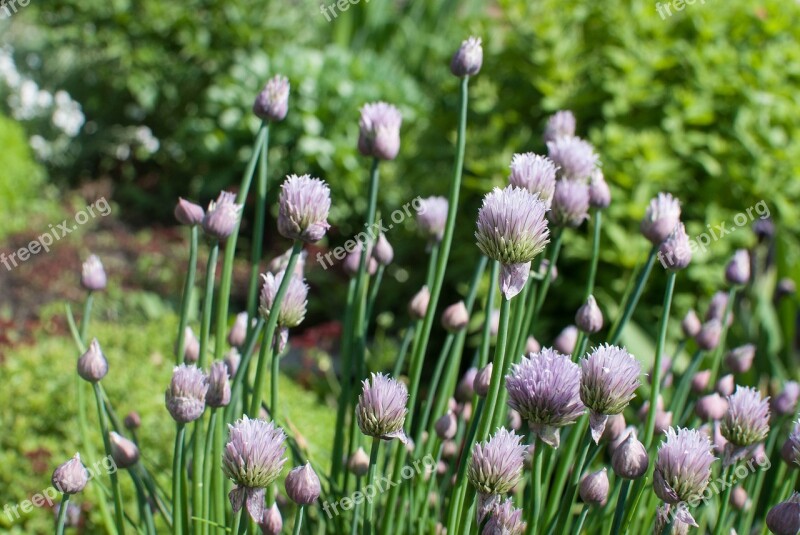 Flowers Lilac Bloom Spring Flower