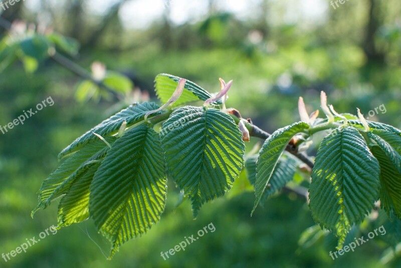 Leaves Elm Closeup Fresh Green