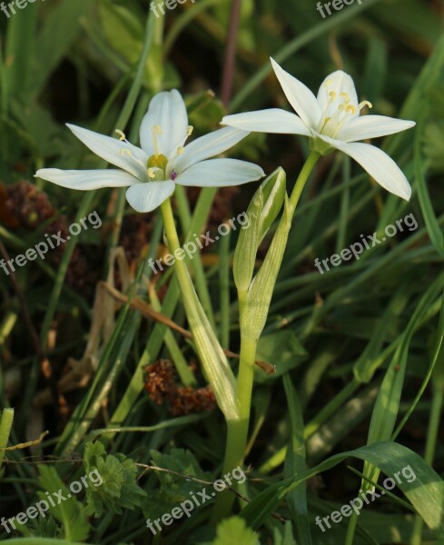 Shaded Floating Island Ornithogalum Umbellatum Flower Spring Flower Spring