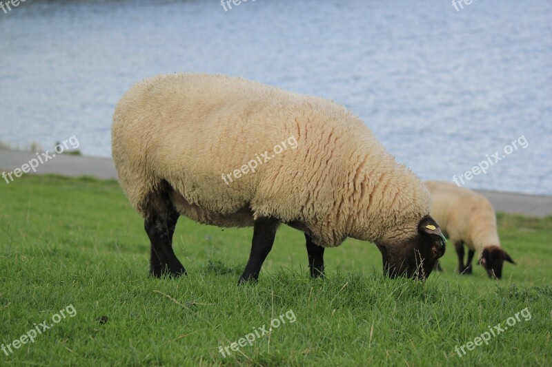 Deichschaf North Sea Nordfriesland Wadden Sea Graze