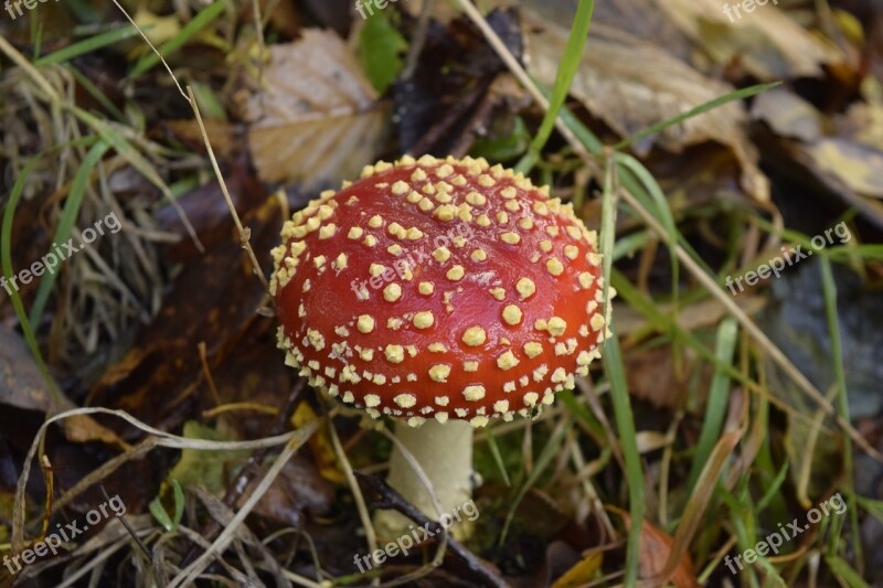 Fly Amanita Mushroom Amanita Nature Agaric