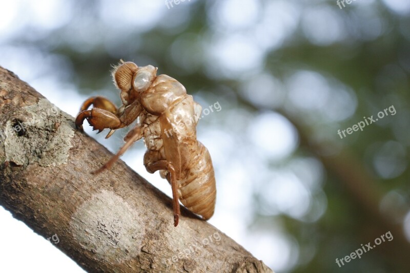 Cicada Cicada Shell Insects Wildlife Free Photos