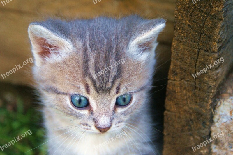 Kitten Beasts Sorrow Blue Eyes Pets