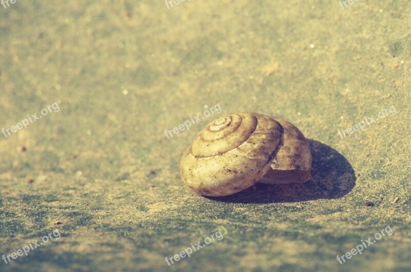 Shell Broken Empty Close Up Abandoned