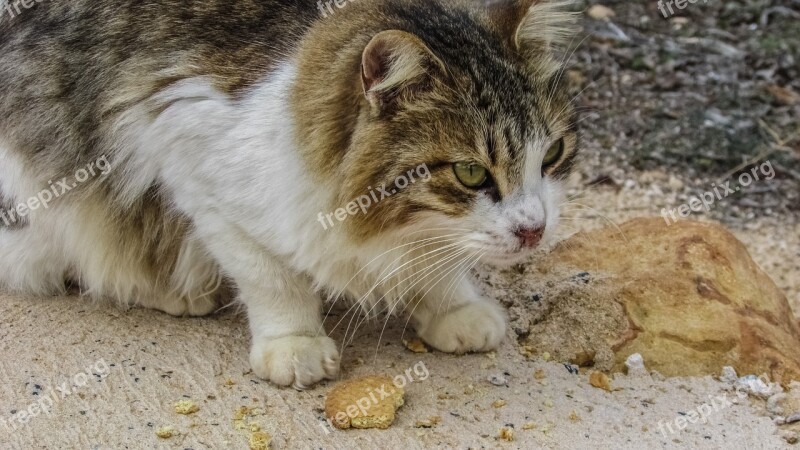 Cat Stray Hungry Eating Eyes