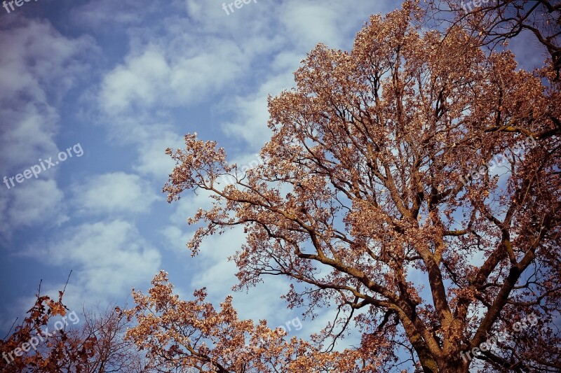 Tree Landscape Nature Forest Sky