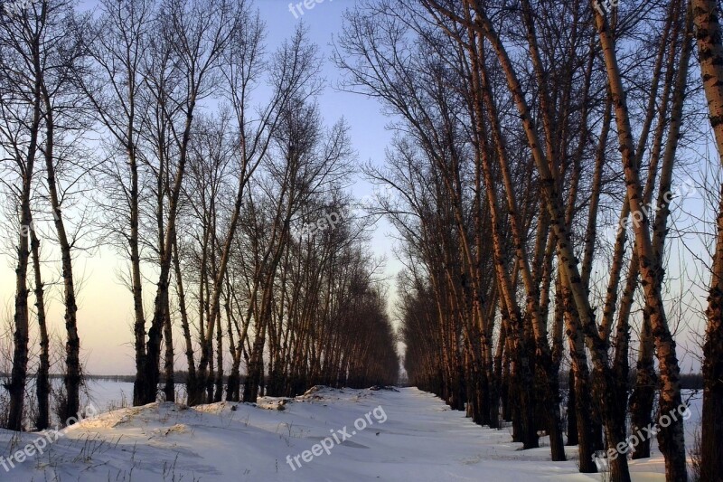 The Scenery Snow Woods At Dusk Free Photos