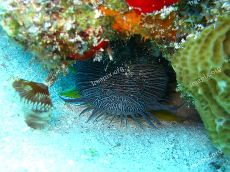 Fish Ocean Underwater Aquatic Animal