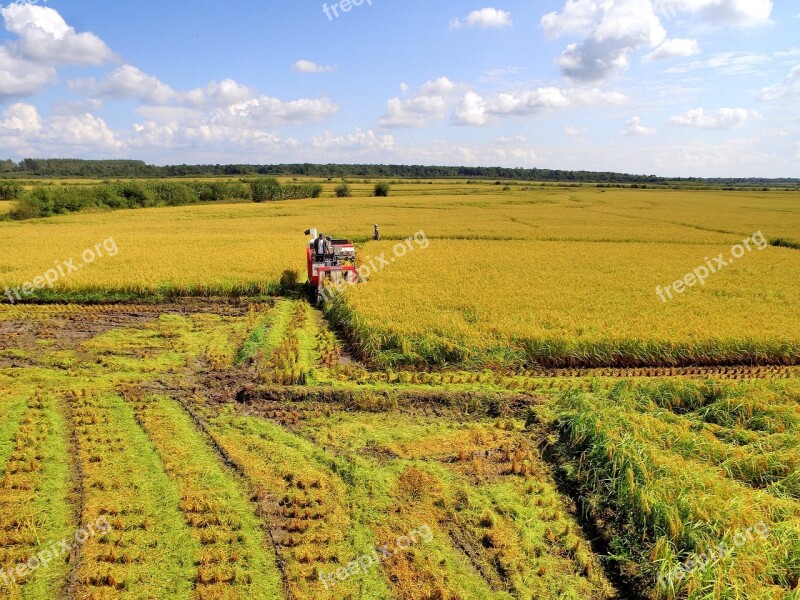 Farmer Harvest In Rice Field Agriculture China