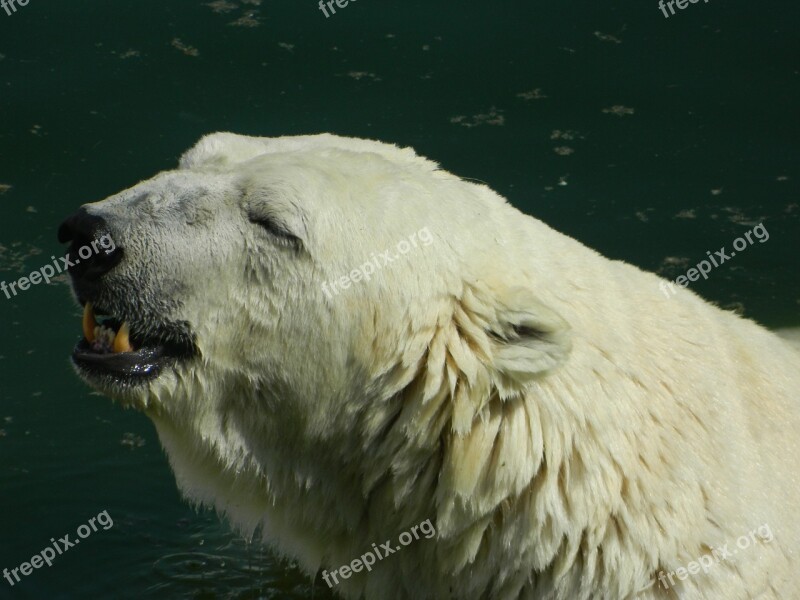 White Bear Global Warming Zoo Swim