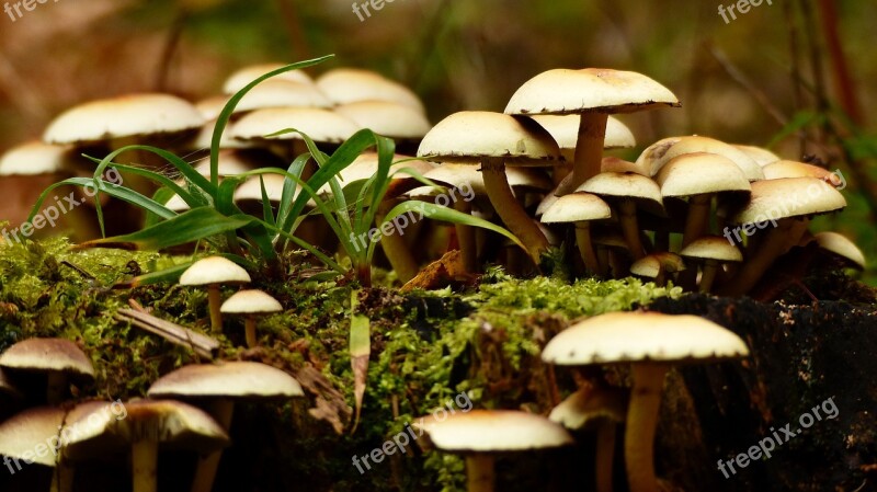 Mushroom Autumn Forrest Forest Nature