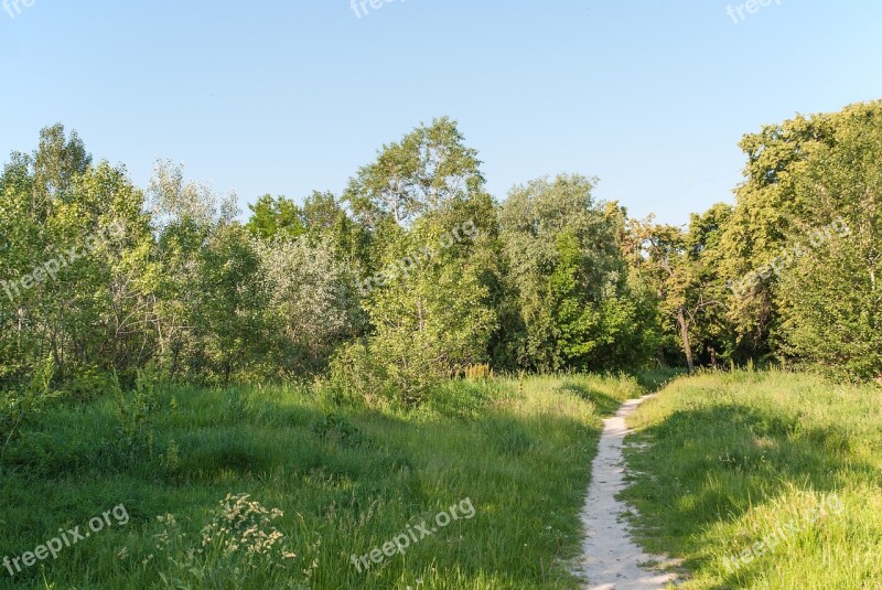 Path Forest Nature Trees Park