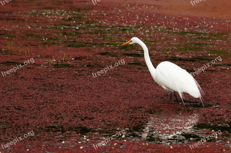 Ave Garza Pájaro Naturaleza Agua