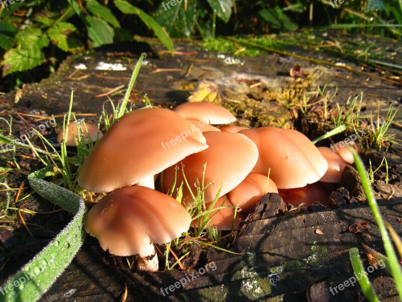 Mushroom Dewdrops Autumn Nature Fungi