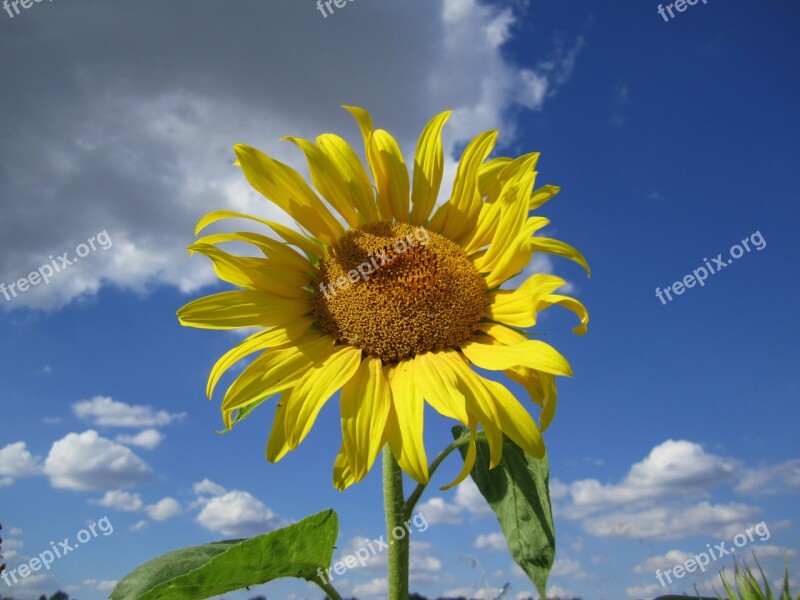 Sunflower Sun Flower Blossom Bloom