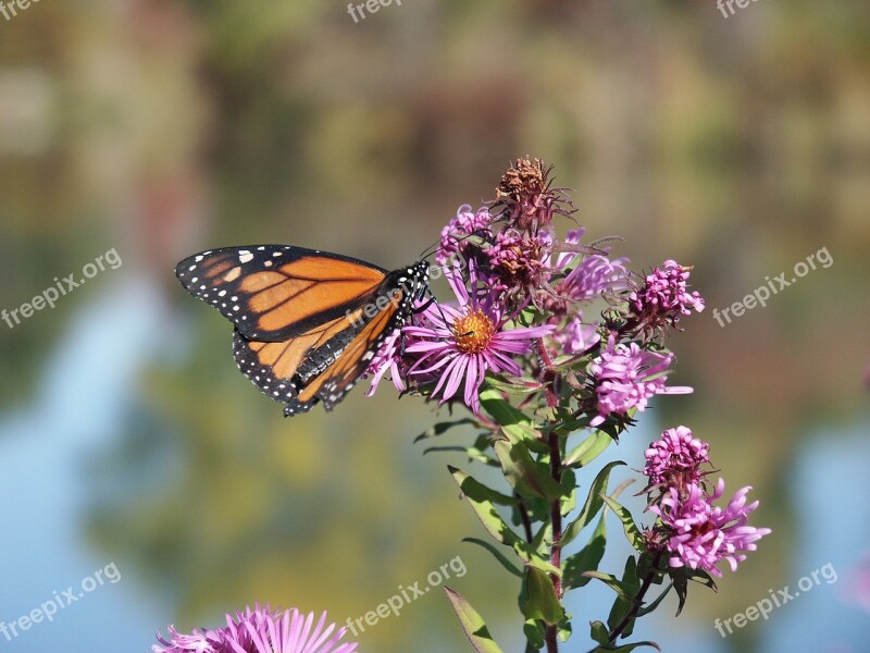 Garden Monarch Butterfly Migration Monarch Butterfly