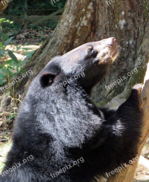 Laos Bear Coconuts Ursidé Bear Wild