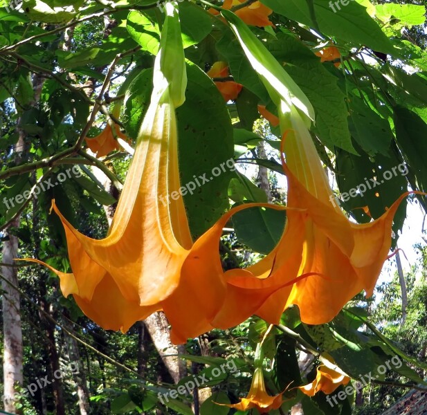 Datura Stamoine Flower Orange Toxic