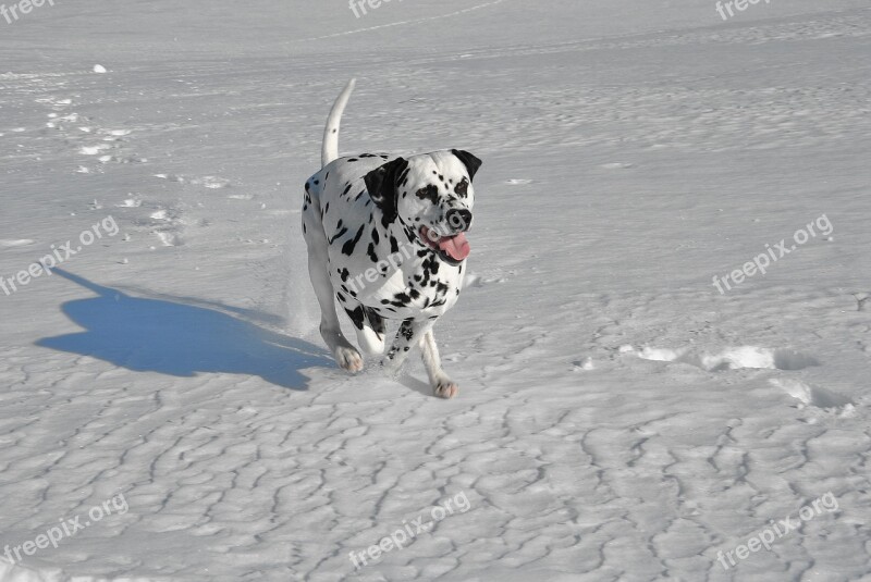 Dog Dalmatian Dog Running Snow Pet