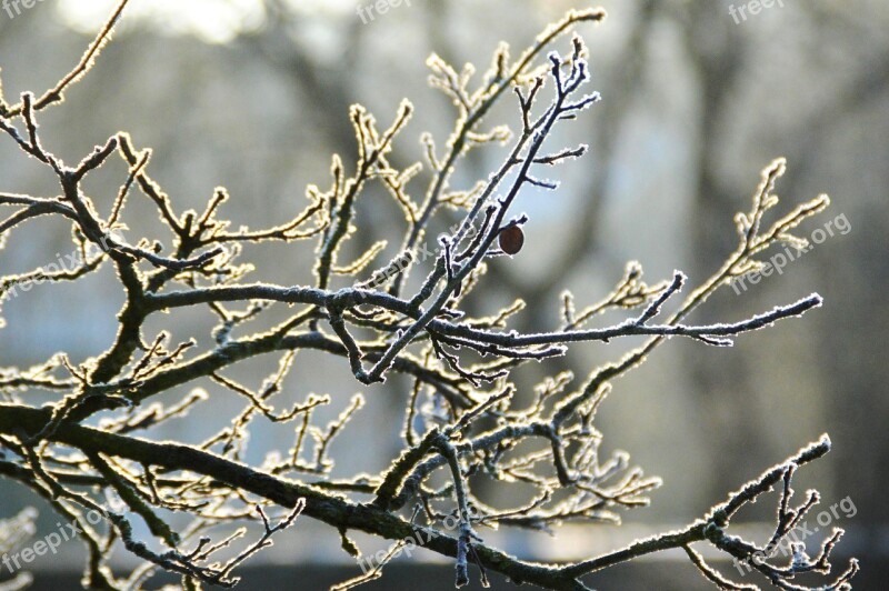 Branches Snow Winter Frost Covered Branches