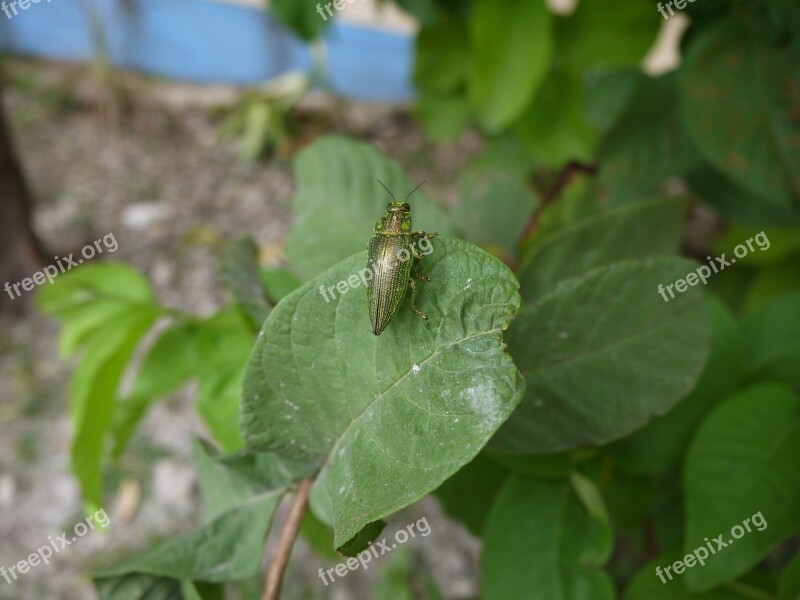 Greenness Insects The Leaves Country Nature