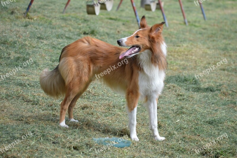 Collie Puppy Pet Dog Pastor