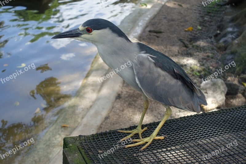 Bird Night Heron Florida Heron Free Photos